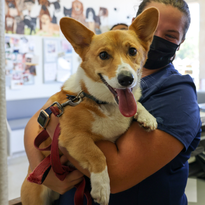 vet tech holding a corgi